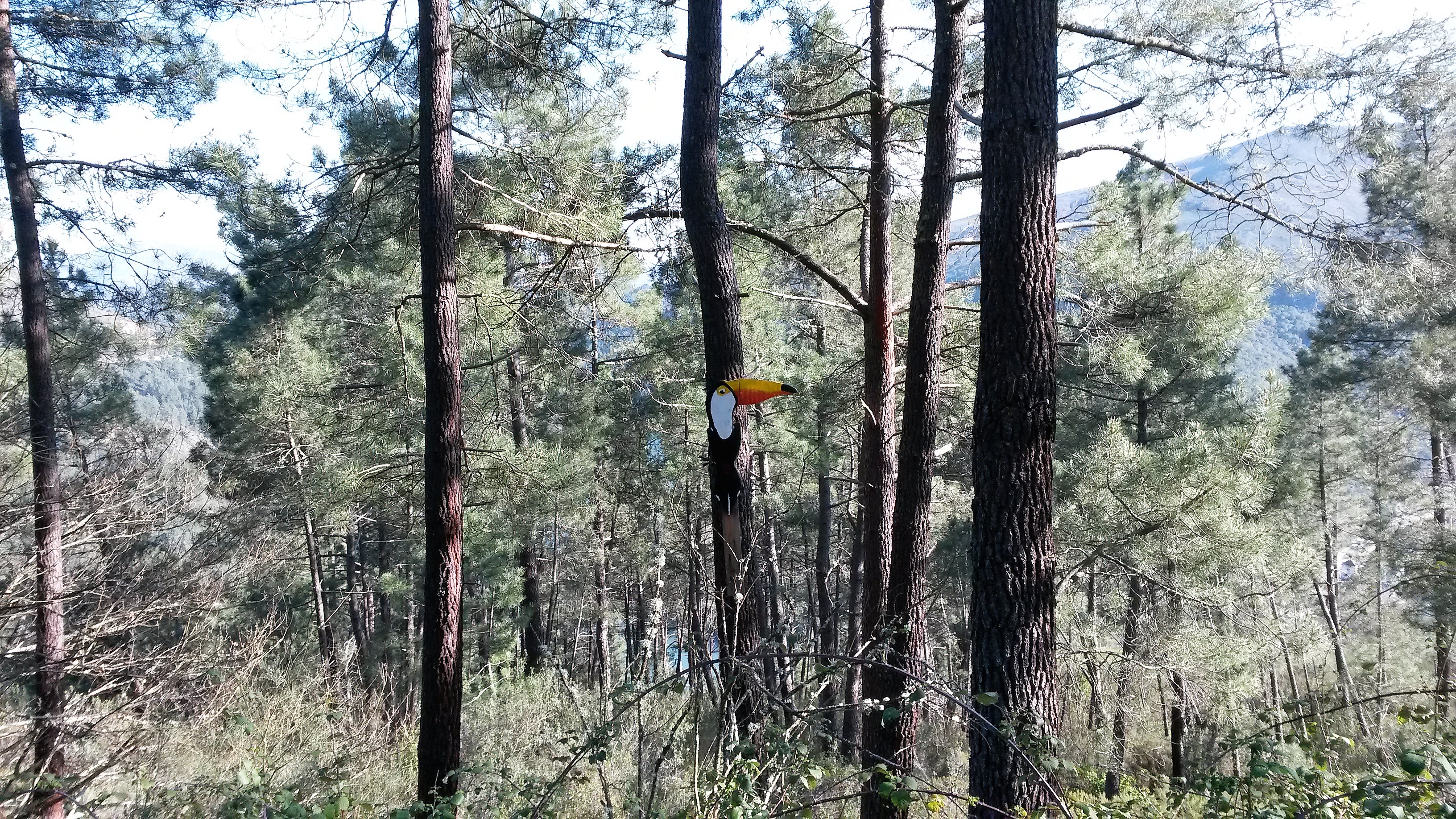 Una cacatúa surge en el bosque.