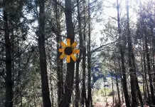 El «enigma» del Camino de Invierno