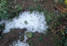 Unións Agrarias solicitará ayudas para paliar los daños del granizo