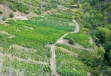 La UNED organiza un curso de viticultura y plantación de viñedo
