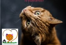 La Patrulla Felina saca a la venta su calendario solidario en O Barco
