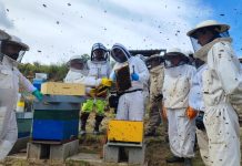 Armando Rodríguez: «El frío de mayo dejó sin reserva de alimento a las colmenas de abejas» Asociación de Apicultores de Valdeorras, colmenas de abejas