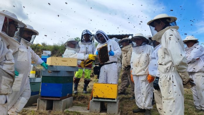 valdeorrasdecerca_Asociación de Valdeorras de Apicultura_colmenas_abejas_2026_05_20 (1) Asociación de Apicultores de Valdeorras, colmenas de abejas