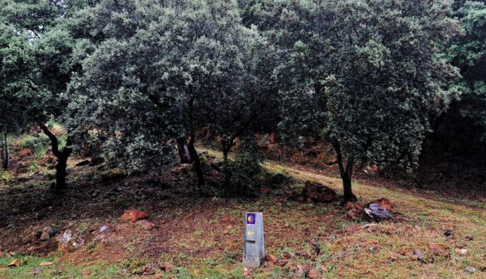 valdeorrasdecerca_Camino de Invierno_vegetación_2026_08_18 (4)