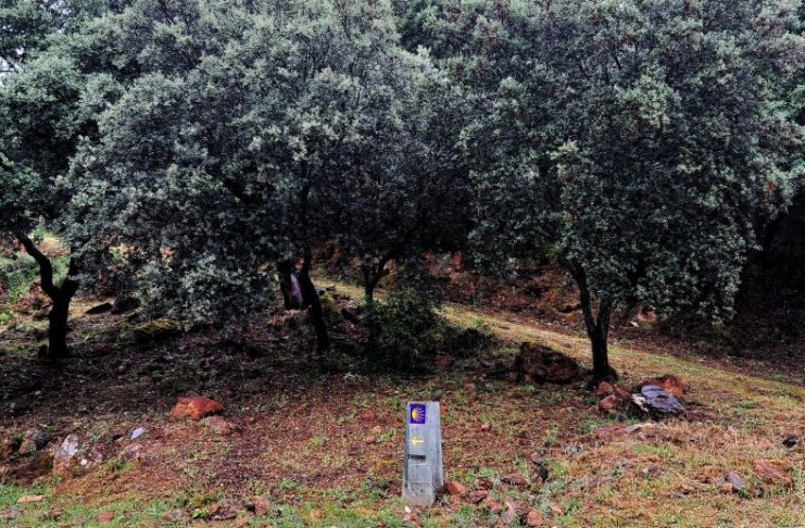 La espectacular y «desconocida» riqueza botánica del Camino de Invierno