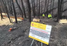 La CHMS intensifica la restauración en las zonas afectadas por los incendios brigadas de la Confederación Hidrográfica Miño Sil