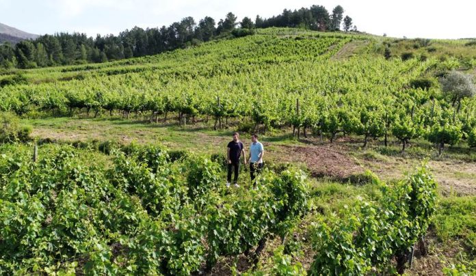 valdeorrasdecerca_D.O. Valdeorras_O Cepado_Mi pequeño gran terroir_2026_07_10 D.O. Valdeorras, Denominación de Origen
