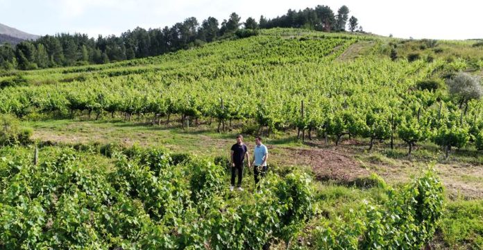 valdeorrasdecerca_D.O. Valdeorras_O Cepado_Mi pequeño gran terroir_2026_07_10 D.O. Valdeorras, Denominación de Origen