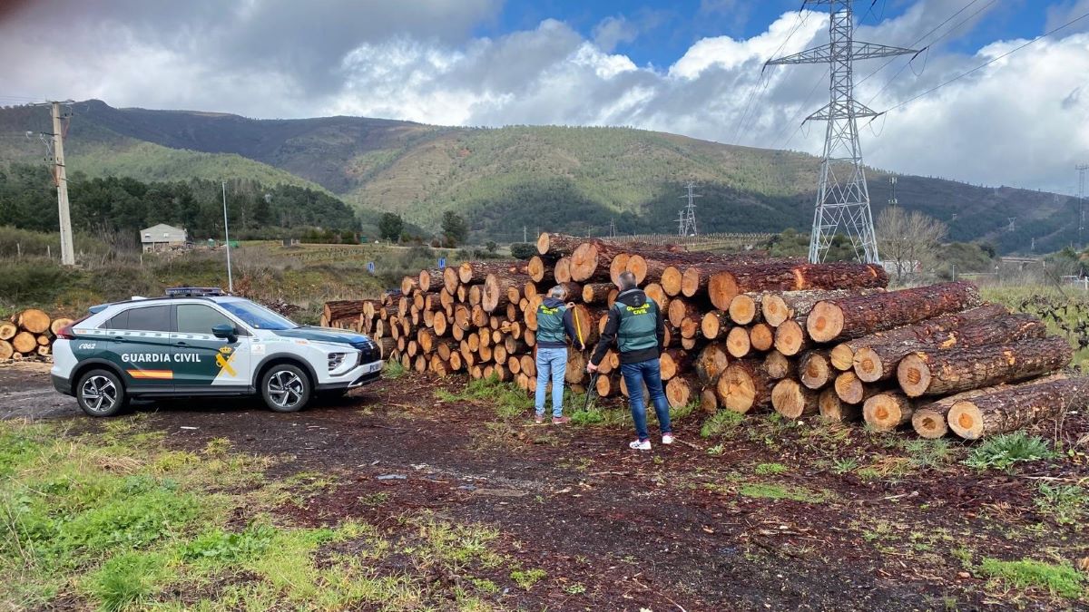 La Guardia Civil de A Rúa desarticula un grupo criminal que talaba árboles en fincas ajenas falsificando permisos