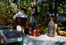 «Mel de Galicia» anima a participar na repoboación de 500 castiñeiros este venres en Alixo (O Barco)