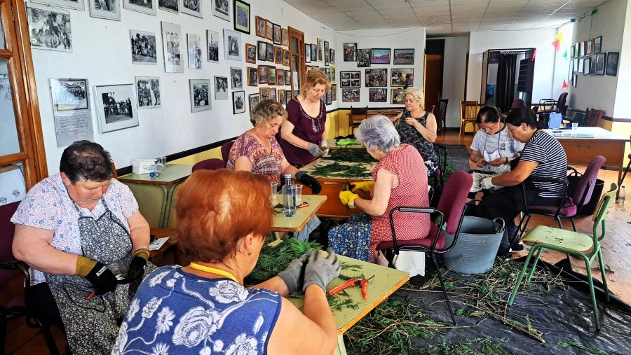 alfombras florales en A Rúa, cortando tuya
