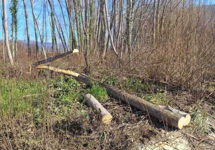 valdeorrasdecerca_árboles caídos_borrascas_Protección Civil_A Rúa_2026_02_21 Protección Civil retira árboles caídos