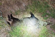 Un jabalí provoca un accidente en la N-120