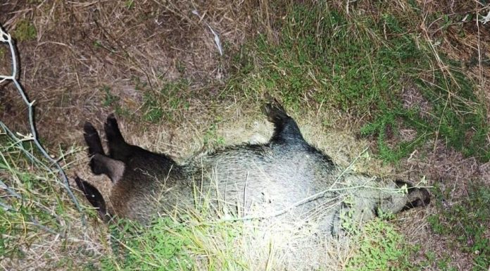 Un jabalí provoca un accidente en la N-120