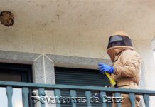 Alerta por avispas velutinas en verano: Retirada de un nido en A Rúa