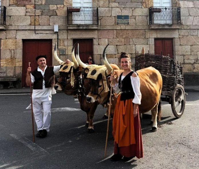 valdeorrasdecerca_bueyes de Mario Nogueira_feria de 1812_Petín_2026_06_06 (7)