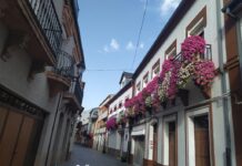 «Flores no Camiño» gratuitas para adornar balcones en el Camino de Invierno