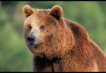 «Fauna esencial» invita a descubrir en A Rúa la riqueza de la vida silvestre