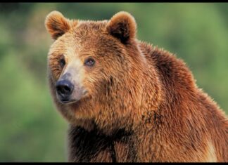 «Fauna esencial» invita a descubrir en A Rúa la riqueza de la vida silvestre