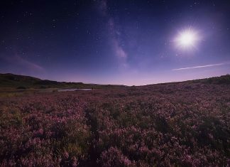 Ericas bajo el cielo estrellado de Trevinca