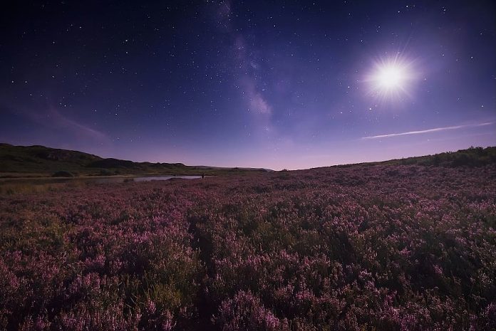 valdeorrasdecerca_floración_ericas_Trevinca_2026_01_19 Ericas bajo el cielo estrellado de Trevinca