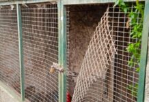 Roban cuatro gallinas y un gallo de un gallinero en A Rúa