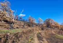 Vilamartín recibió 430.000 euros en ayudas de la Xunta y Diputación para revertir daños de los incendios, dice el PP