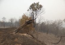 El ministro Luis Planas visita Valdeorras este jueves y anuncia ayudas directas de hasta 10.000 euros para agricultores y ganaderos afectados por los incendios