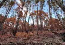 Turismo de Galicia abrió el plazo para solicitar las subvenciones por cancelación de reservas en establecimientos turísticos durante los incendios