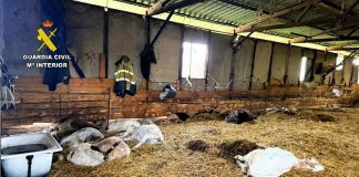 animales muertos, Trives