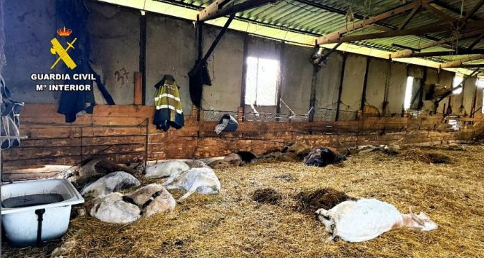 valdeorrasdecerca_investigado en Trives_ganado muerto_2026_05_05 animales muertos, Trives