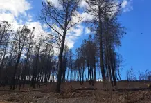 Hoy prosiguen en O Barco las jornadas sobre el monte en Valdeorras y aportarán estrategias para recuperarlo jornadas sobre el monte, Fundación Florencio Delgado Gurriarán