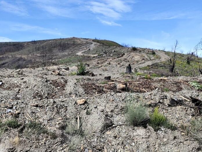 valdeorrasdecerca_montes de Vilamartín_talas_2026_10_22