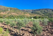 La UNED organiza un curso en A Rúa sobre olivicultura Olivos