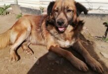 «Peludines» pide ayuda para localizar a un perro desaparecido