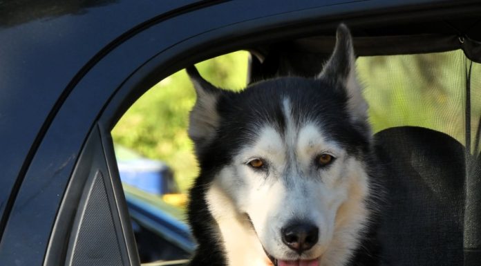 Aplazado el II Concurso Local Canino en A Rúa