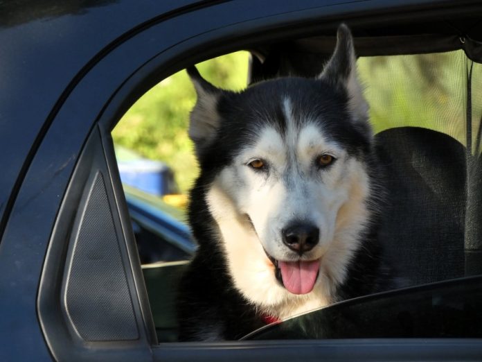valdeorrasdecerca_perro_perros