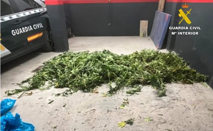 valdeorrasdecerca_plantación de Cannabis_Portomourisco_Petín_2026_09_08