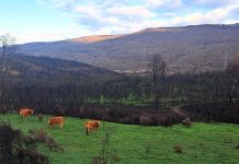 Medio Rural anima a los ayuntamientos a adherirse al convenio de gestión de biomasa para prevenir incendios