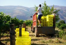 La vendimia arranca en Valdeorras, la más temprana de su historia