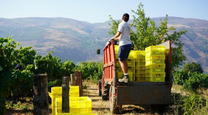 La vendimia arranca en Valdeorras, la más temprana de su historia