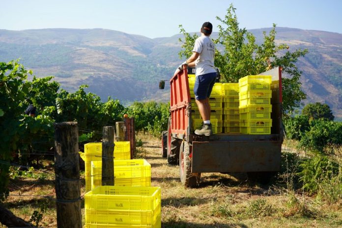 valdeorrasdecerca_vendimia_Valdeorras_2026_08_13 (4)