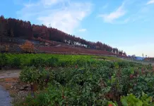 Medio Rural organiza un curso en O Barco para recuperar el viñedo después de los incendios