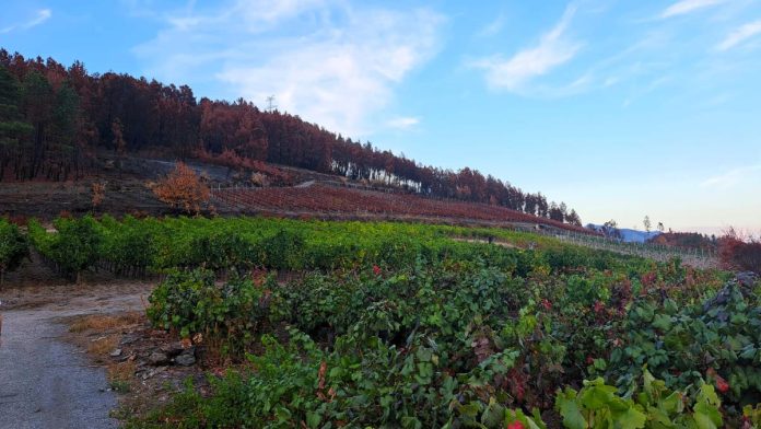 valdeorrasdecerca_viñedo quemado_A Rúa_2025_10_25