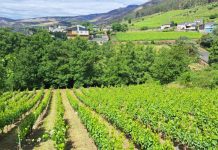 La agricultura regenerativa como herramienta aplicada al viñedo centra una masterclass del Inorde