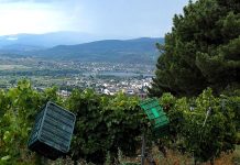 Adegas da D.O. Valdeorras, entre as 45 beneficiarias das axudas da Xunta para impulsar a elaboración e promoción do viño viñedos