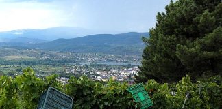 viñedos