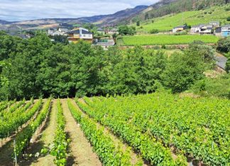Enoturismo en Valdeorras: Nuevas experiencias en la Ruta do Viño