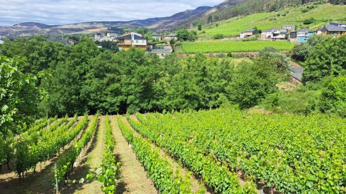 valdeorrasdecerca_viñedos_Melillas_2026_08_21
